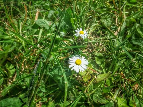 Free Images Grass Lawn Meadow Flower Botany Flora Wildflower