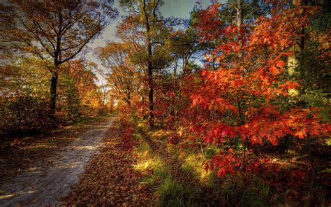 3840x2160 Resolution Maple Tree Nature Landscape Path Leaves Hd