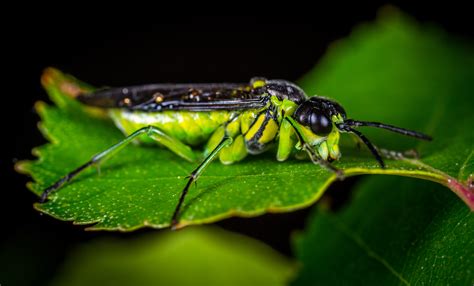 Images Gratuites Invertébré Ravageur Macrophotographie Insectes