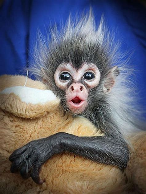 A seven-week old baby spider monkey from Melbourne zoo in Australia