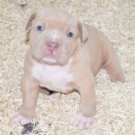 Xl pitbull puppies an team of dedicated temperament breeding dog lovers. 129 best Élevage American Bully XL XXL France images on ...