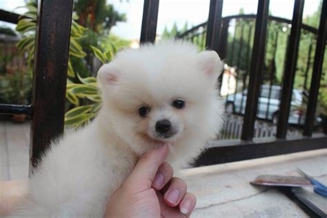 Doresti sa salvezi aceste criterii de cautare? LovelyPuppy: 20131023 Mini White Pomeranian Puppy