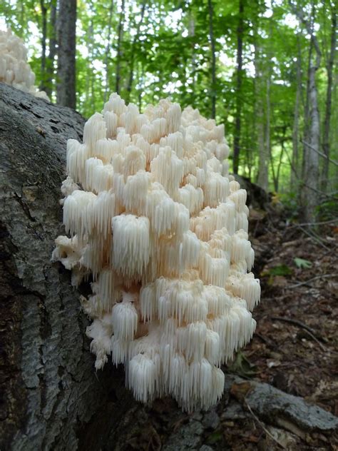20 Fresh Coral Tooth Fungus Hericium Coralloides Mushroom Etsy