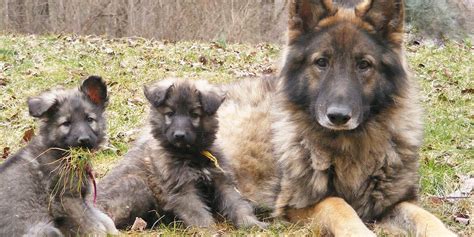 Shiloh Shepherd Puppies For Sale California Puppies Pict
