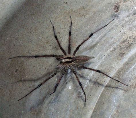 Survival And Outdoor Tips Common Texas Spiders