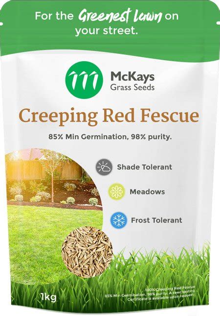 Creeping Red Fescue Seed Mckays Grass Seeds Reviews On Judgeme