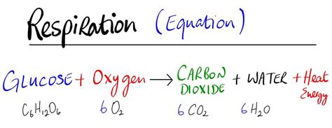 The balanced chemical equation (formula) for cellular respiration. Blog Archives - Junior Certificate Science