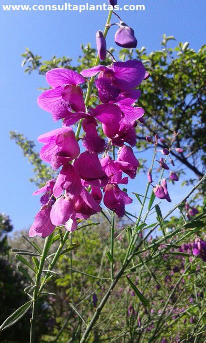 Polygala Virgata Or Purple Broom Care And Growing