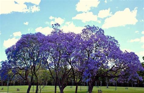 Jacaranda Cuspidifolia Blue Rare Flowering Trumpet Tree Flamboyan Seed