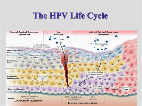 Ppt The Hpv Life Cycle Powerpoint Presentation Free Download Id754397