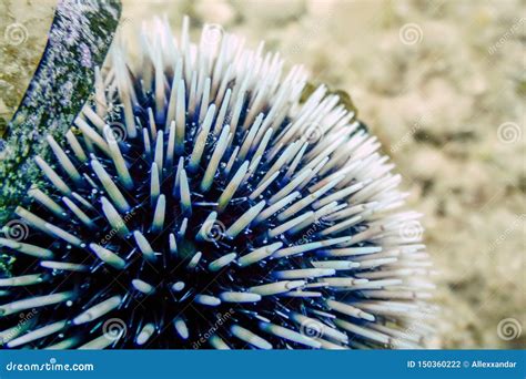 Underwater Sea Urchins On A Rock Close Up Underwater Urchins Stock