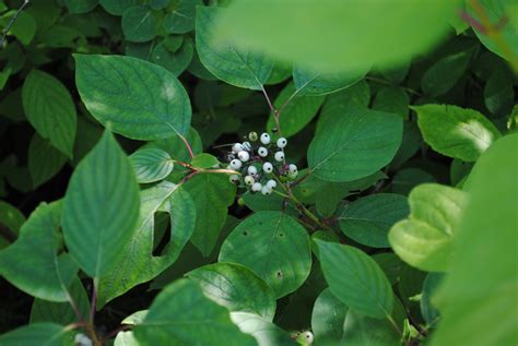 Dogwoods Dogwood Plant Leaves Places Summer Summer Time Lugares