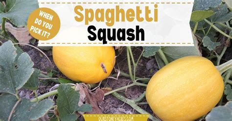 Top 10 Spaghetti Squash When To Harvest
