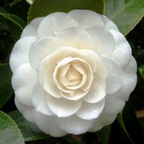 Camellia Japonica Perfection White Camellia 12l Bush Clifton Nurseries