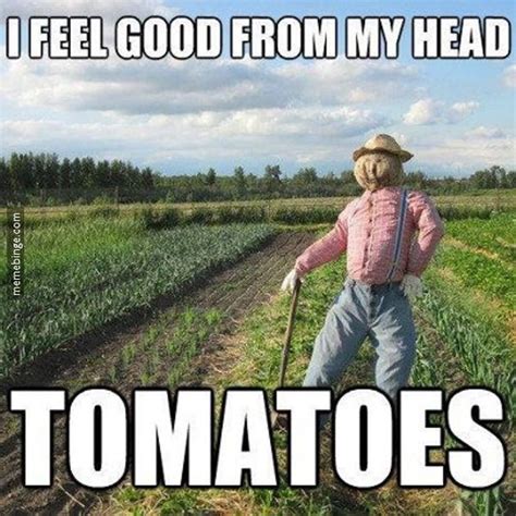 16 Best Images About Vegetable Memes On Pinterest