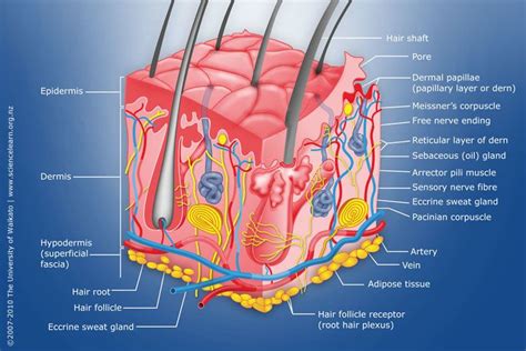 Diagram Of Human Skin Structure Skin Structure Skin Anatomy Basic