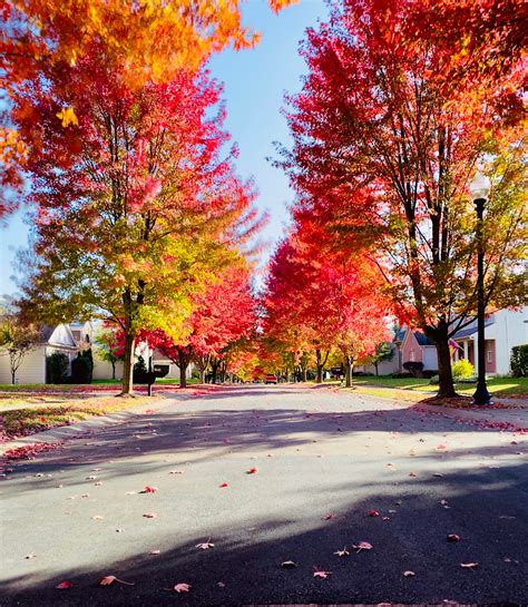 Street in Autumn HD wallpaper