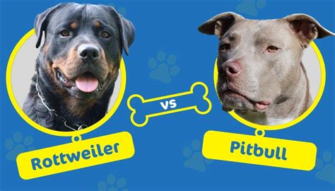 Top 63 Imagen Pitbull Vs Rottweiler Fight Abzlocal Fi