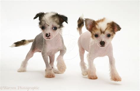 Chinese Crested Puppies Puppy Dog Gallery