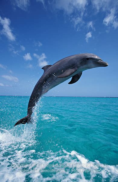 Tursiops Truncatus Bottlenosed Dolphin Professional Stock Marine