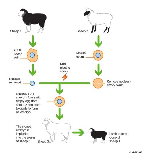 adult cell or reproductive cloning