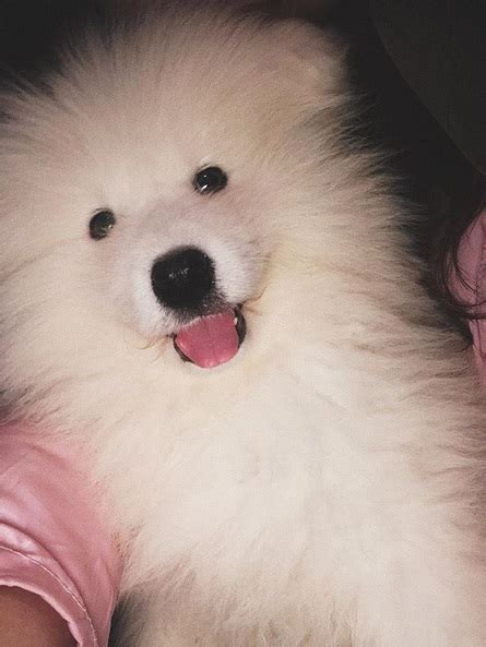 15 Funny Pictures Explaining Why We Love Samoyed Dogs So Muchqki