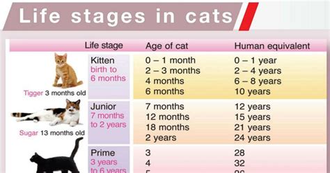 Life Stages Cat Life Stages Cat Ages Software Development Life Cycle