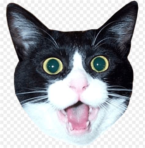 By kitradragonfox, posted 8 months ago animator/digital artist | support me with shinies! Crying Cat Face Meme Transparent