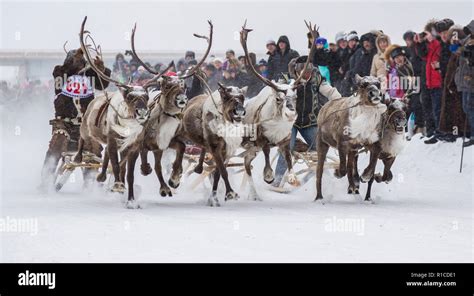 Iengra Neryungri District Yakutia Russia March 5 2016 Racing Reindeer On The Celebration Of