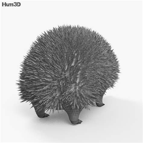Animated Hedgehog 3d Model Download Animals On