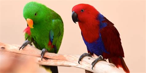 Eclectus Parrot Complete Specie Profile Imparrot