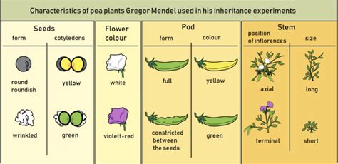 Solved The 7 Pea Plant Traits That Gregor Mendel Studied Are Shown In
