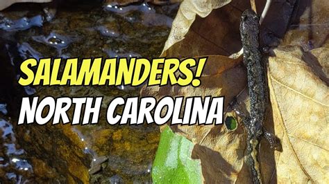 Salamanders In North Carolina Youtube