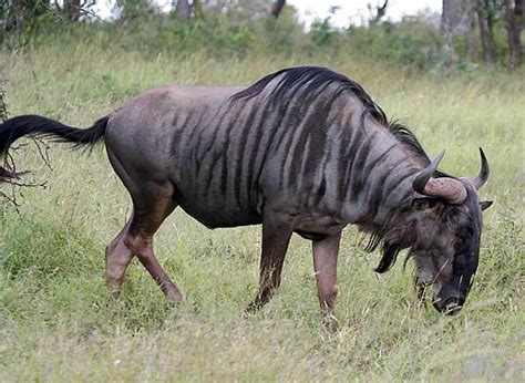 Blue Wildebeest Standing Side On In Open Grassland Kruger National
