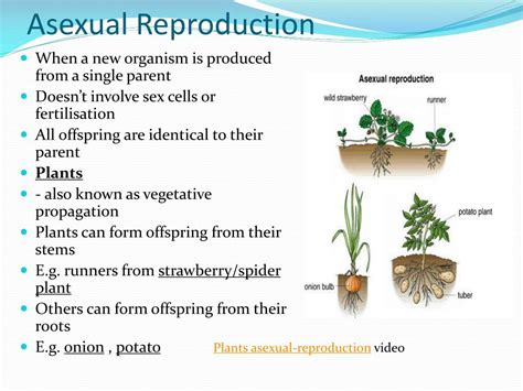 Ppt Asexual Reproduction In Plants Powerpoint The Best Porn Website