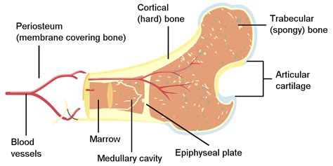 The innermost layer of membrane is made up of. Osteon Anatomy - Anatomy Drawing Diagram
