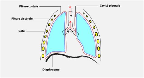 La plèvre (pluriel = plèvre) est une membrane séreuse qui entoure le poumon. Inflammation de la plèvre, Pleurésie