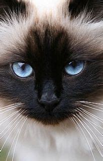 siameseif   images  pinterest siamese cats cats  animals