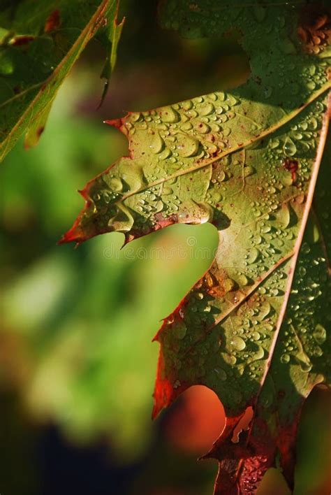 Wet Leaf Stock Photo Image Of Closeup Green Moist 10126058