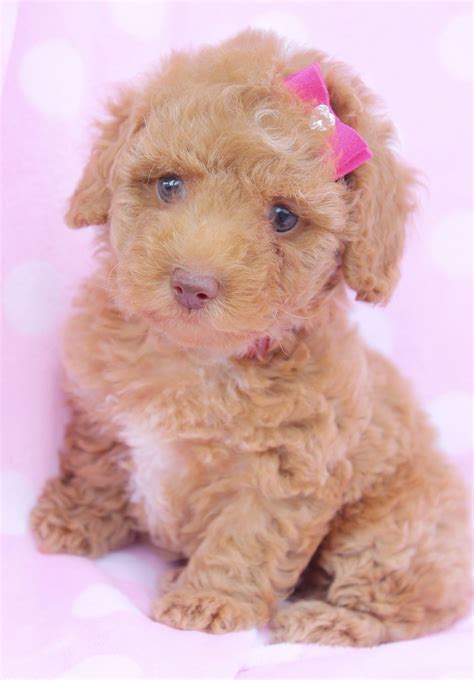 Toy Poodle Puppies For Sale South Florida Poodle Puppy Poodle