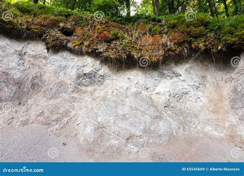 Erosion In The Forest Stock Image Image Of Detail Close 65545609