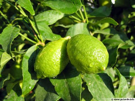 Limettier Citron Vert Lime Acide Planter Cultiver Récolter