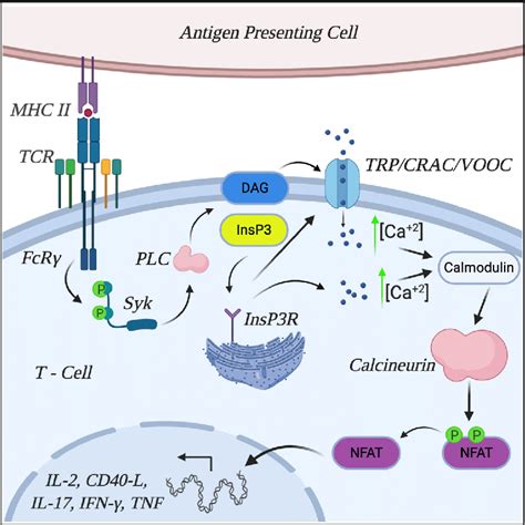 T Cell Receptors Tcr Signaling And The Role Of Calcineurin In