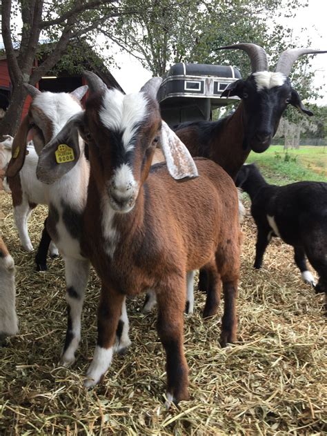 goats for sale, registered, Kiko goats fl, Kiko goats ga,