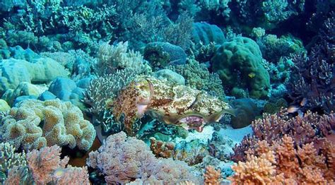 Contoh Taman Laut Yang Terkenal Di Indonesia Adalah - Dapatkan Contoh