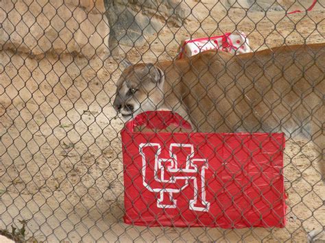 Uh Mascot Shasta Celebrates Wild Birthday At Houston Zoo