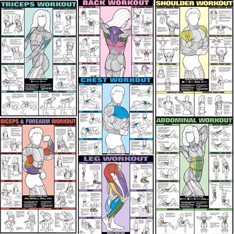 All The Muscle Groups You Should Focus On When Weight Training Remember To Include Every Muscle