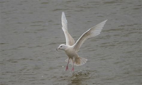 Gull Roosts The Wildlife Trusts