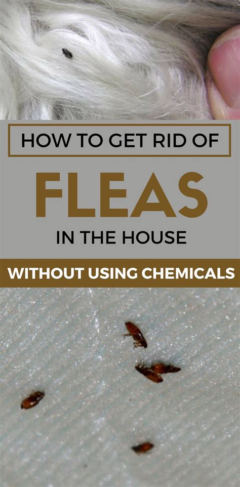 How to Get Rid of Fleas in the House Without Using Chemicals | Home