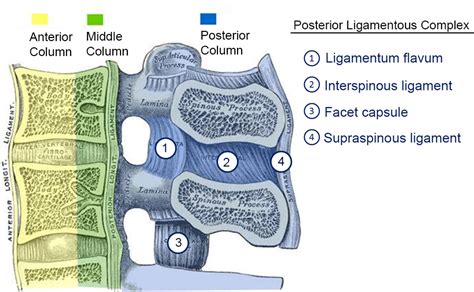 Spine Biomechanics Spine Orthobullets